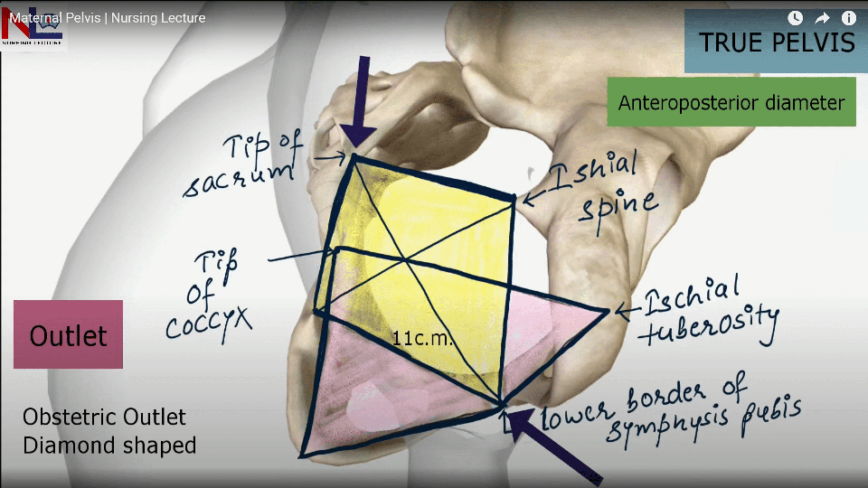 True Pelvis