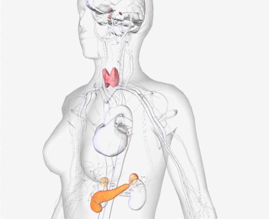 endocrine system