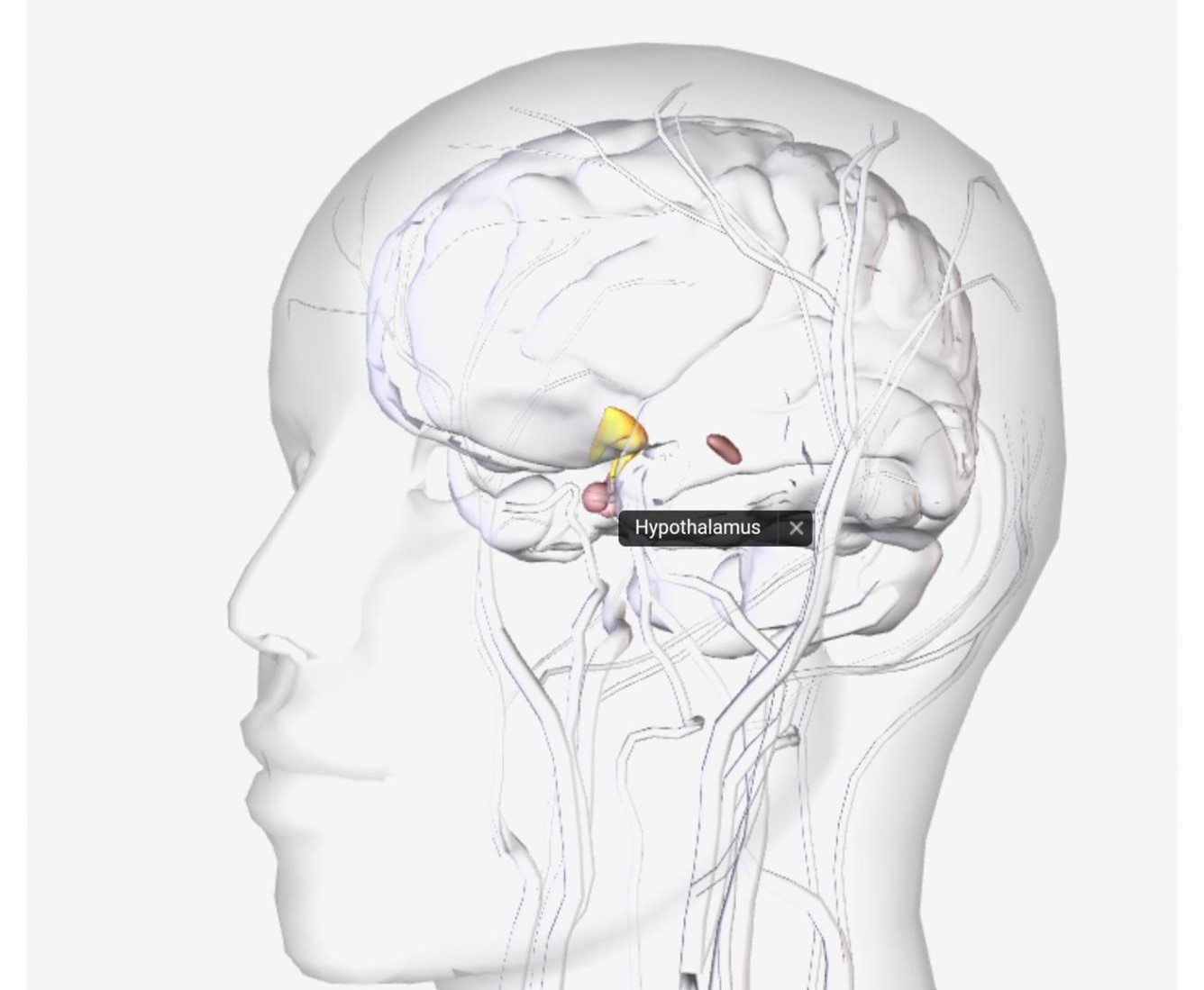 hypothalamus