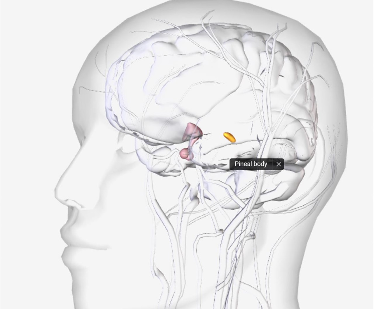 pineal gland