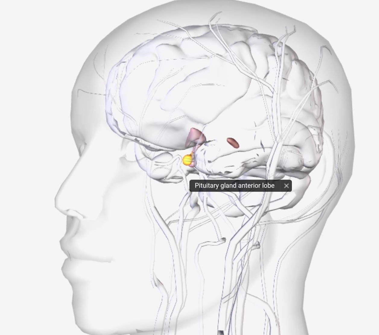 pituitary gland