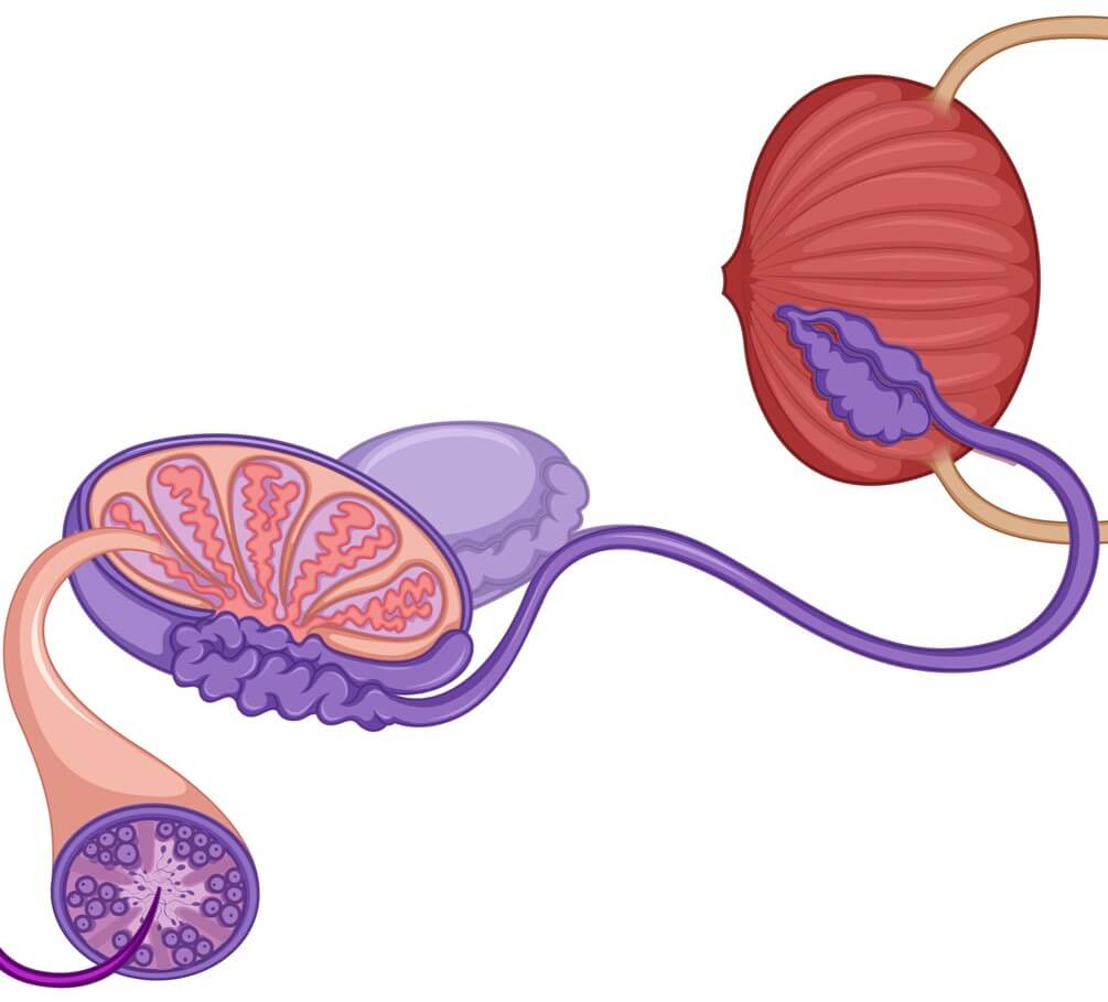 male reproductive ducts