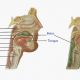DIGESTION IN MOUTH TO ESOPHAGUS