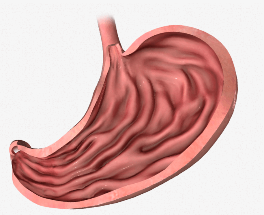 STOMACH