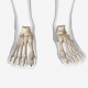 Bones of foot