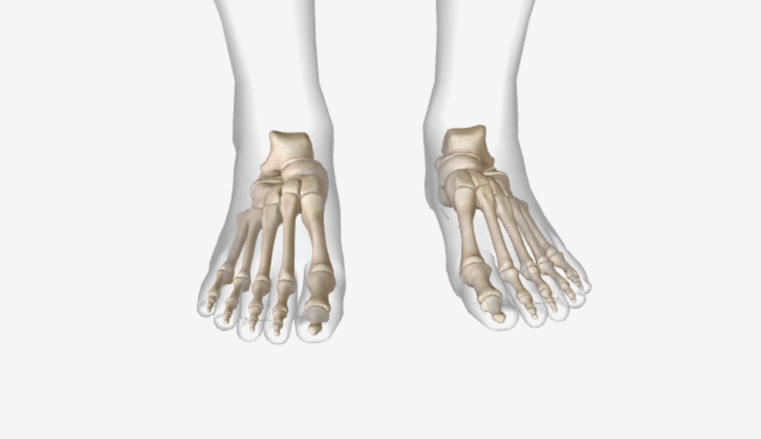 Bones of foot