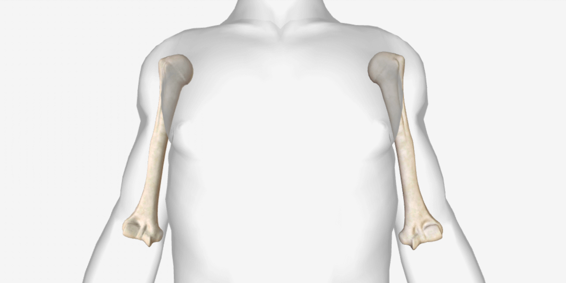 Humerus
