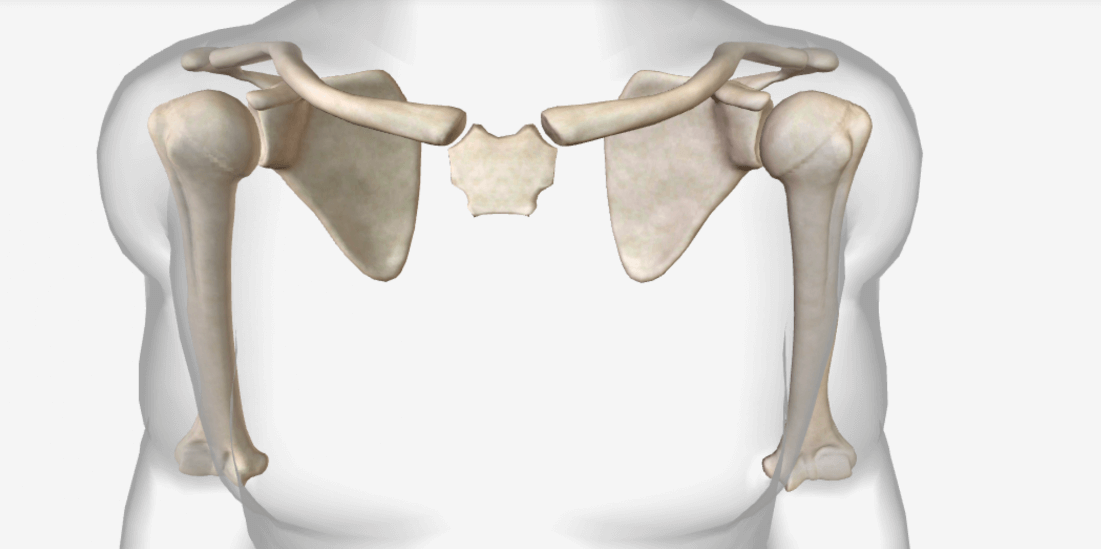 Pectoral girdle