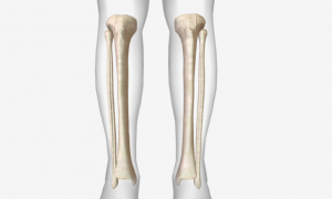 Tibia & Fibula