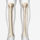 Tibia & Fibula