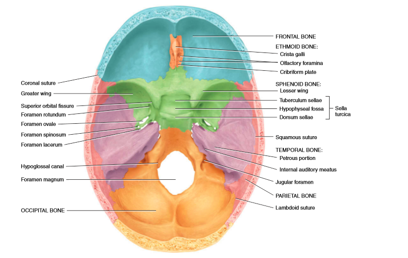 cranium