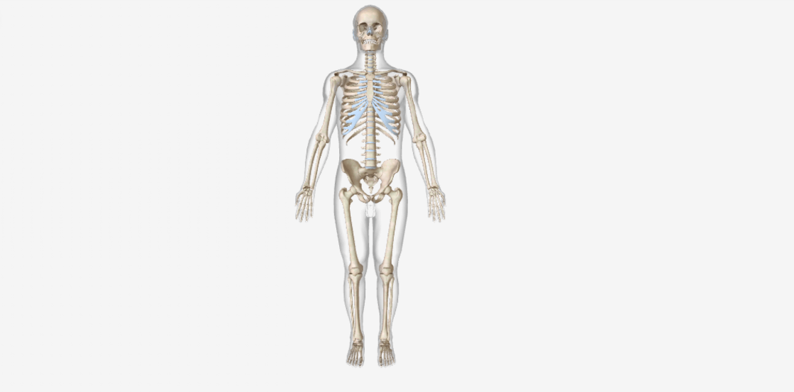 Skeletal system