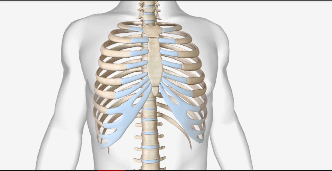 Thorax