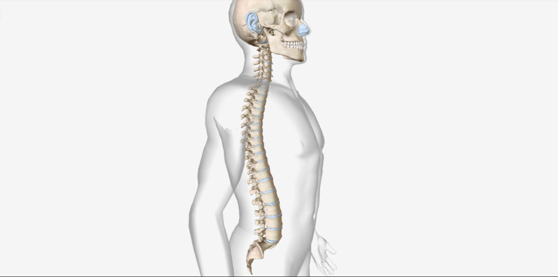 vertebral column