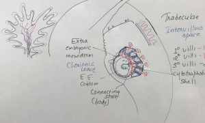 CHORIONIC-VILLI